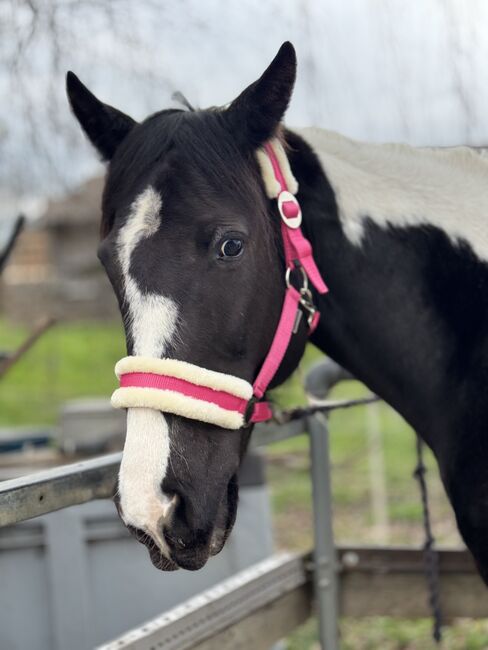 Lewitzer Stute Darcy's, Corina Meier, Horses For Sale, Zürich, Image 4