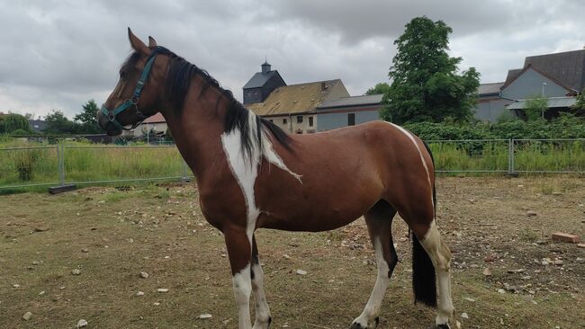 Lewitzer Stute, Schönitz , Horses For Sale, Kitzscher