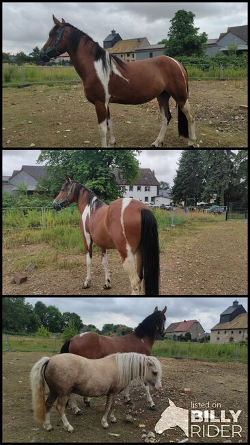 Lewitzer Stute, Schönitz , Horses For Sale, Kitzscher, Image 4