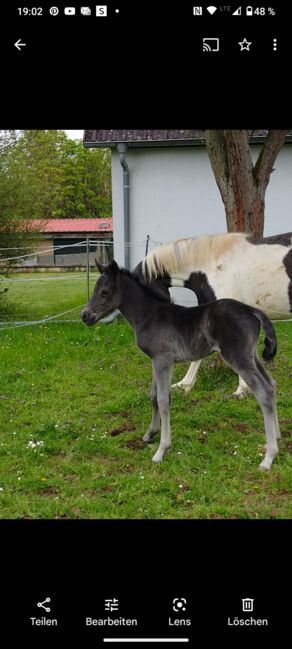 Lewitzer Stutfohlen, Tanja Gräf , Horses For Sale, Reiskirchen , Image 3