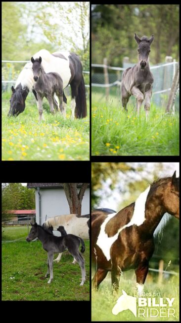 Lewitzer Stutfohlen, Tanja Gräf , Horses For Sale, Reiskirchen , Image 5