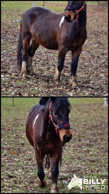 Lewitzer-Mix Wallach, Bartsch , Horses For Sale, Kühren-Burkartshain, Image 3