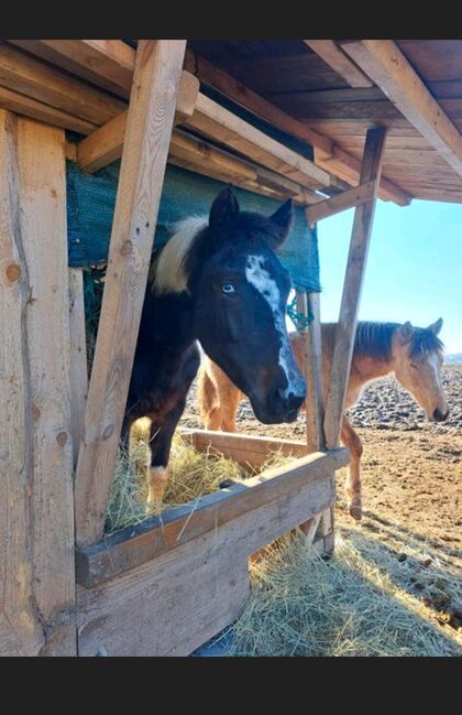 Lewitzer Jährling Stute, Tanja Gräf , Horses For Sale, Reiskirchen 