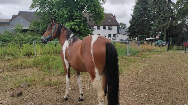 Lewitzer Stute, Schönitz , Horses For Sale, Kitzscher, Image 2