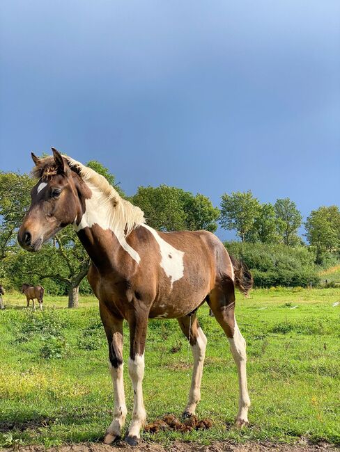 Lewitzer Fohlen, M.B., Horses For Sale, Teterow, Image 2