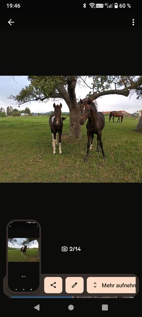 Lewitzer Fohlen, M.B., Horses For Sale, Teterow, Image 4