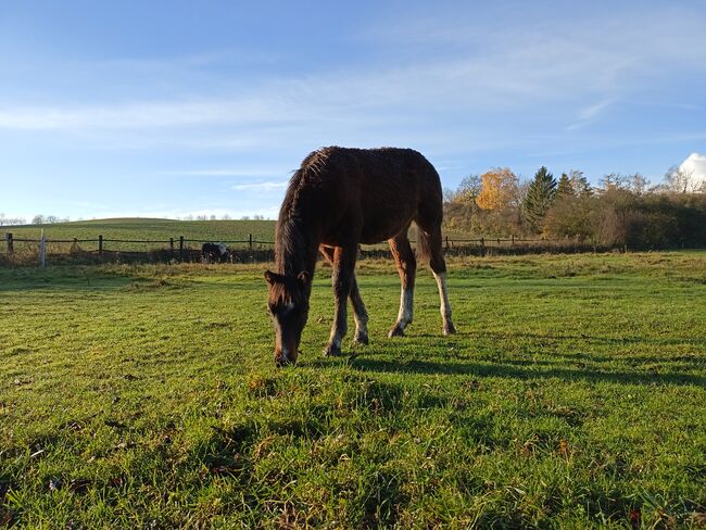 Lewitzer Fohlen, M.B., Horses For Sale, Teterow, Image 6