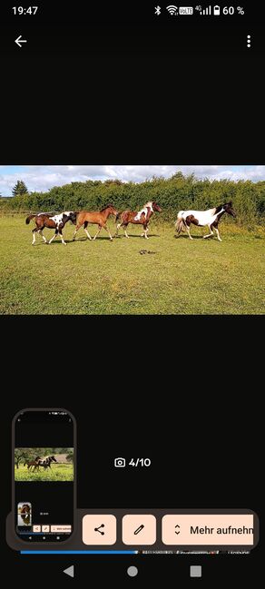 Lewitzer Fohlen, M.B., Horses For Sale, Teterow, Image 7