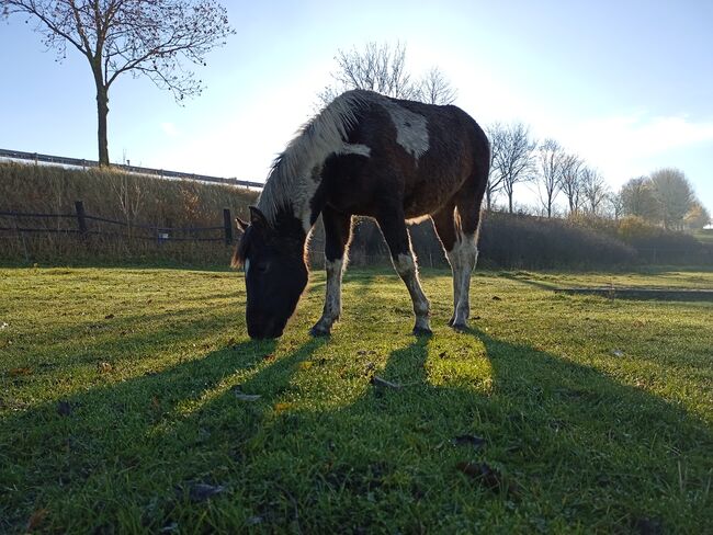 Lewitzer Fohlen, M.B., Horses For Sale, Teterow, Image 11