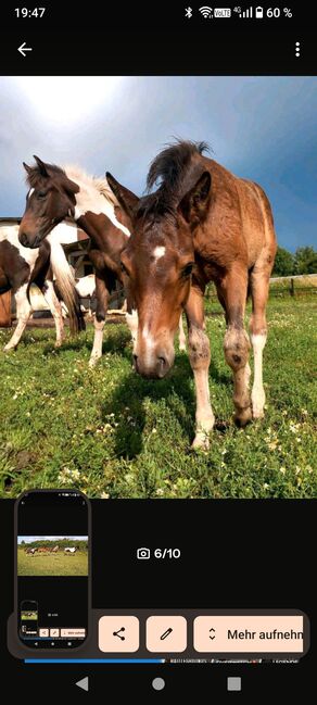 Lewitzer Fohlen, M.B., Horses For Sale, Teterow, Image 14