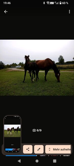 Lewitzer Fohlen, M.B., Horses For Sale, Teterow, Image 15