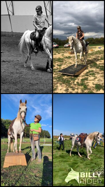 Lewitzer mit Go, super brav sucht liebevollen Besitzer, Diana, Horses For Sale, Neuhof, Image 6