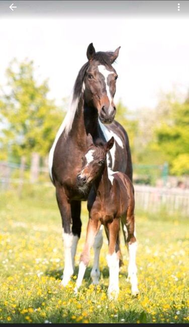 Lewitzer Jährling Stute, Tanja Gräf , Horses For Sale, Reiskirchen , Image 3