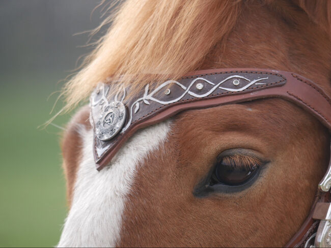 LG Zaum / Trense Unikat Cob/ Vb, Caitlin Roßner, Bridles & Headstalls, Weisendorf , Image 5