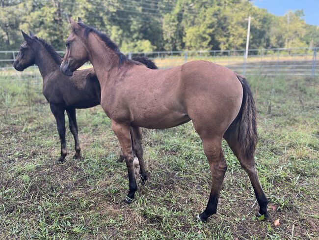 LH CatsFancyPrincess High Brow Cat Dun Filly, Avery , Horses For Sale, Kansas City