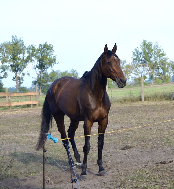 Reitbeteiligung ( Pferd sucht Reiter ), Michelle , Horse Sharing
, Heinrichswalde