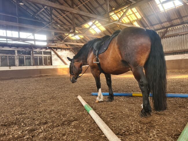 Reitbeteiligung in 63674 zu vergeben, KaltblutLiebe🐎💕, Horse Sharing
, Ranstadt