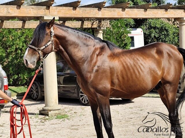 Gekörter PRE Hengst -ca. 1.68 m - toller Partner für Gelände - Freizeit oder für die Zucht, Thomas Adams (Caballos PRE), Konie na sprzedaż, Bell, Image 6