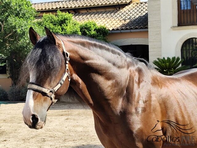 Gekörter PRE Hengst -ca. 1.68 m - toller Partner für Gelände - Freizeit oder für die Zucht, Thomas Adams (Caballos PRE), Konie na sprzedaż, Bell, Image 3
