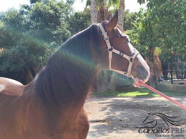 Gekörter PRE Hengst -ca. 1.68 m - toller Partner für Gelände - Freizeit oder für die Zucht, Thomas Adams (Caballos PRE), Konie na sprzedaż, Bell, Image 7