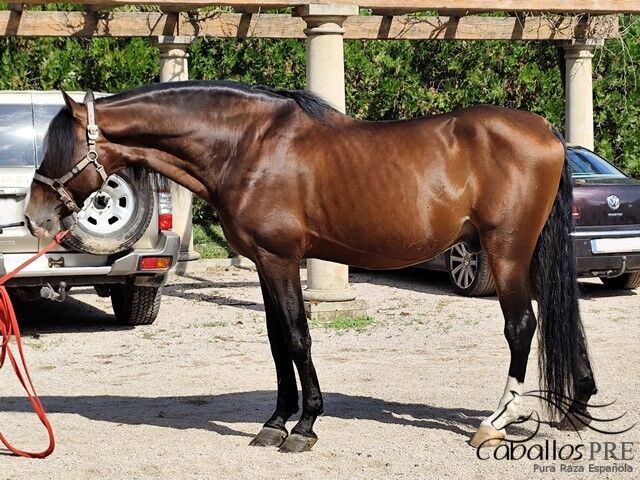 Gekörter PRE Hengst -ca. 1.68 m - toller Partner für Gelände - Freizeit oder für die Zucht, Thomas Adams (Caballos PRE), Konie na sprzedaż, Bell, Image 5