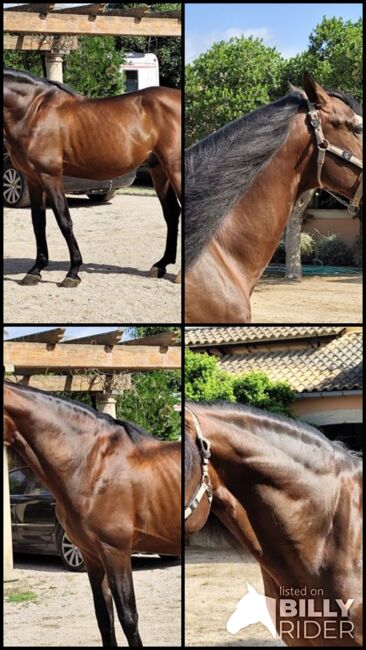 Gekörter PRE Hengst -ca. 1.68 m - toller Partner für Gelände - Freizeit oder für die Zucht, Thomas Adams (Caballos PRE), Konie na sprzedaż, Bell, Image 8