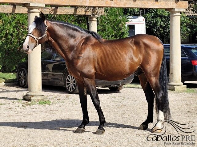 Gekörter PRE Hengst -ca. 1.68 m - toller Partner für Gelände - Freizeit oder für die Zucht, Thomas Adams (Caballos PRE), Konie na sprzedaż, Bell, Image 4