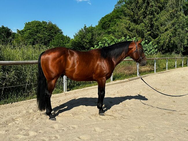 Gekörter, bildhübscher Paint Horse Hengst, Kerstin Rehbehn (Pferdemarketing Ost), Konie na sprzedaż, Nienburg, Image 4