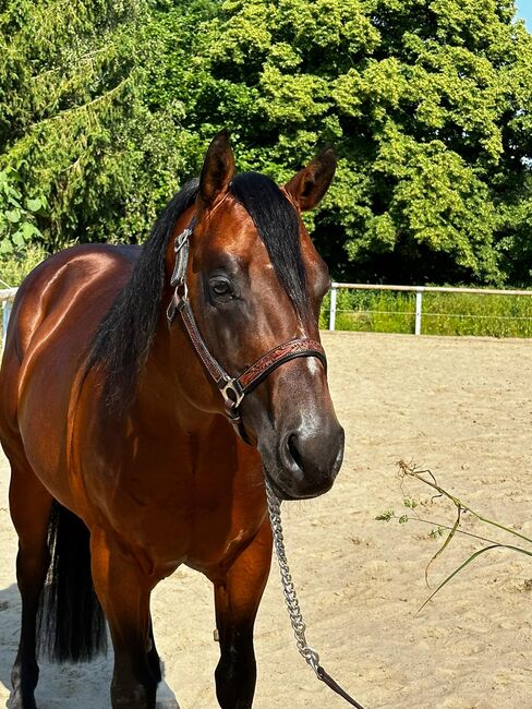 Gekörter, bildhübscher Paint Horse Hengst, Kerstin Rehbehn (Pferdemarketing Ost), Konie na sprzedaż, Nienburg, Image 5