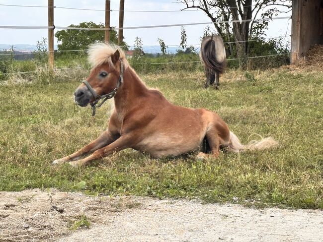 Pony Reitbeteiligung, Adriane Schmedemann Reitschule, Horse Sharing, Schonstett , Image 2