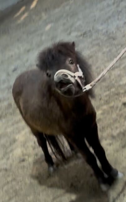 Pony Reitbeteiligung, Adriane Schmedemann Reitschule, Horse Sharing, Schonstett , Image 5