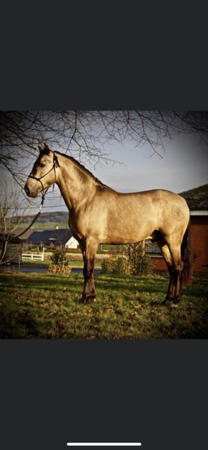 gekörte PRE Zuchtstute Buckskin, Yeguada Trébol, Horses For Sale, Alcoy, Image 22