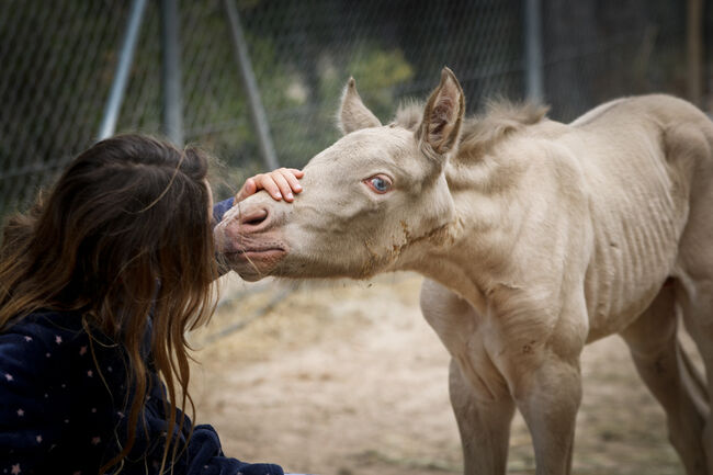 gekörte PRE Zuchtstute Buckskin, Yeguada Trébol, Horses For Sale, Alcoy, Image 21