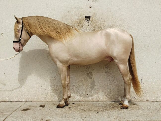 gekörte PRE Zuchtstute Buckskin, Yeguada Trébol, Horses For Sale, Alcoy, Image 30
