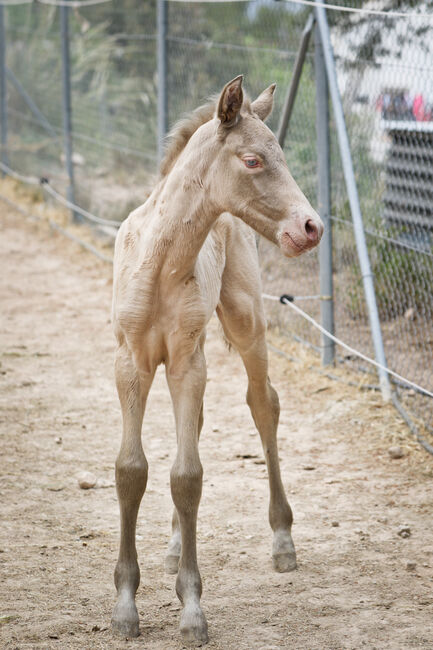 gekörte PRE Zuchtstute Buckskin, Yeguada Trébol, Horses For Sale, Alcoy, Image 15