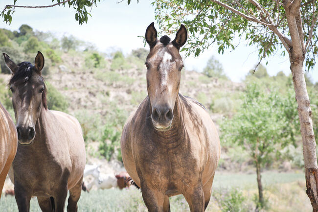 gekörte PRE Zuchtstute Buckskin, Yeguada Trébol, Horses For Sale, Alcoy, Image 16