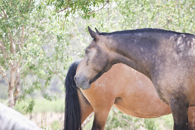 gekörte PRE Zuchtstute Buckskin, Yeguada Trébol, Horses For Sale, Alcoy, Image 31