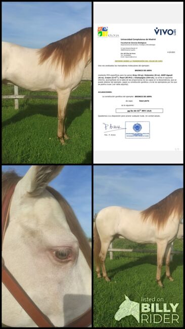 Gekörter PRE Hengst in Sonderfarbe, Traumpferd PRE  (Traumpferd PRE ), Horses For Sale, Friesenhagen , Image 6