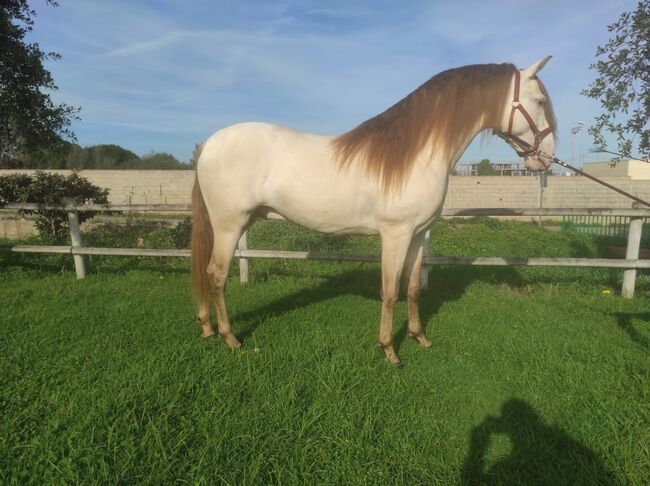 Gekörter PRE Hengst in Sonderfarbe, Traumpferd PRE  (Traumpferd PRE ), Horses For Sale, Friesenhagen , Image 2