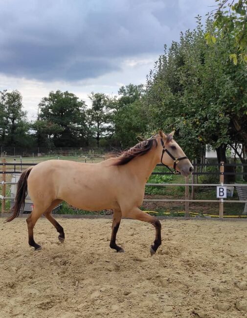 Gekörte PSL Stute in Traumfarbe, ISPA - Iberische Sportpferde Agentur (ISPA - Iberische Sportpferde Agentur), Horses For Sale, Bedburg, Image 7