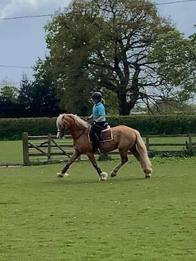 Licensed Welsh Cob Stallion, Helen Worth, Horses For Sale, Congleton , Image 3