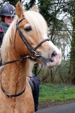 Licensed Welsh Cob Stallion, Helen Worth, Konie na sprzedaż, Congleton , Image 2