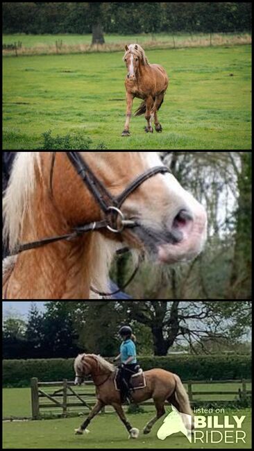 Licensed Welsh Cob Stallion, Helen Worth, Pferd kaufen, Congleton , Abbildung 4