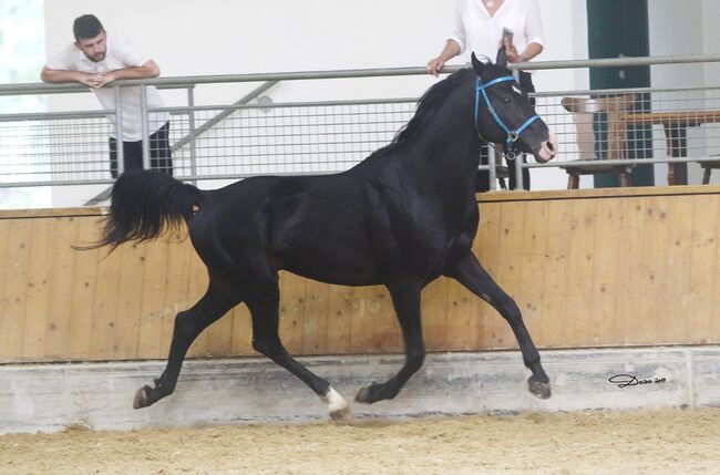 Gekörter Shagya Araber Hengst abst.von 211 Sirio x Gazal-4, Pferdevermittlung Leus (Pferdevermittlung Leus ), Horses For Sale, Tiefenbach, Image 11