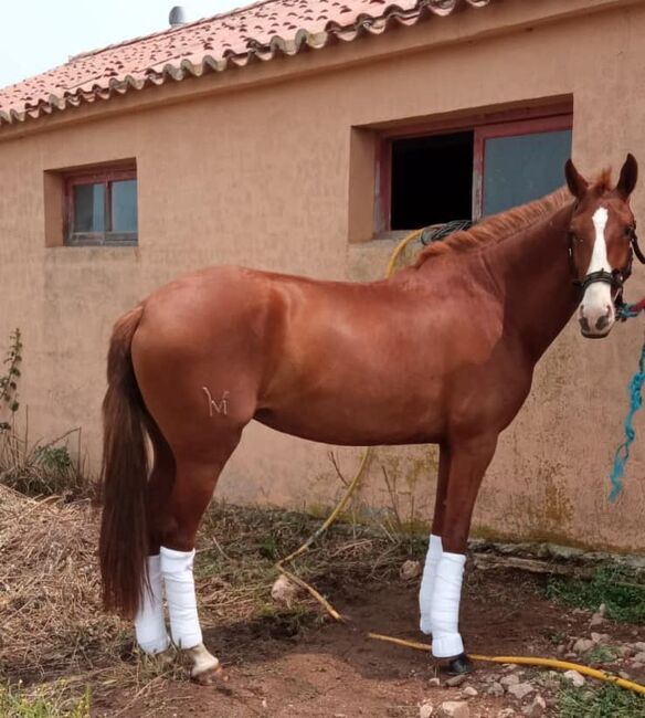 Gekörte Lusitanostute für Zucht und Freizeit, ISPA - Iberische Sportpferde Agentur (ISPA - Iberische Sportpferde Agentur), Horses For Sale, Bedburg, Image 3