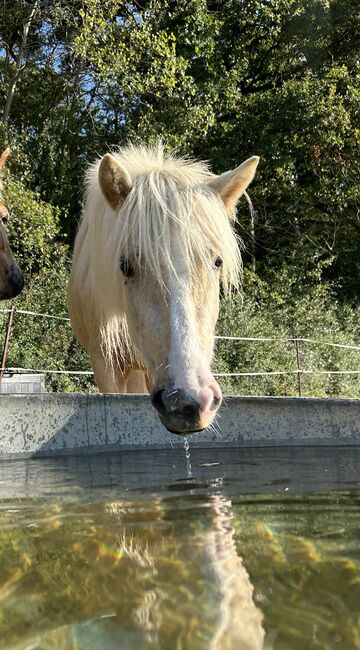 Liebe 2-jährige Isländerstute sucht liebevolles Zuhause, Tamara, Horses For Sale, Image 3
