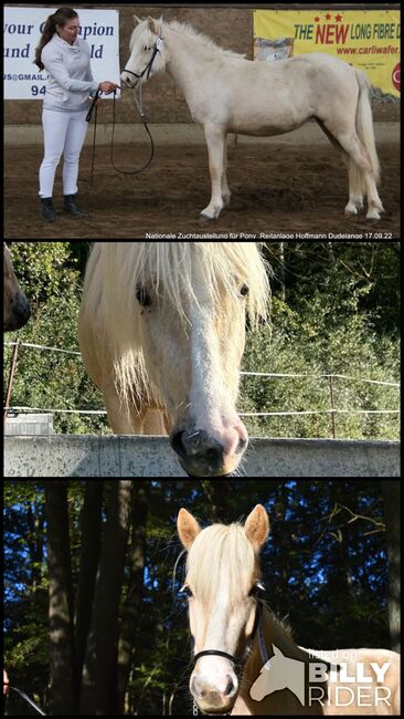 Liebe 2-jährige Isländerstute sucht liebevolles Zuhause, Tamara, Horses For Sale, Image 4