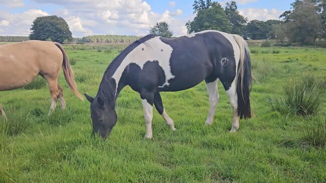 Liebe, bildhübsche Paint Horse Stute, Kerstin Rehbehn (Pferdemarketing Ost), Pferd kaufen, Nienburg