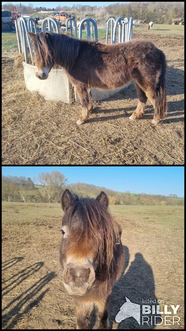 Liebe etwas unscheinbare Jungstute Partbred Shetlandpony, Nadine  (Shettyzucht Frechdachs ), Pferd kaufen, Heringen, Abbildung 3