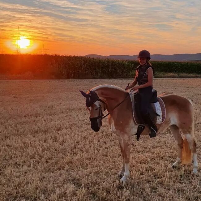 Liebe Haflingerstute sucht neues Zuhause, Saraliesa , Pferd kaufen, Vaihingen/Enz